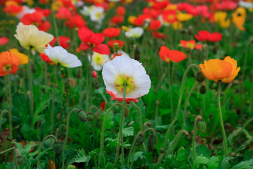 Fototapeta premium Corn poppy flowers
