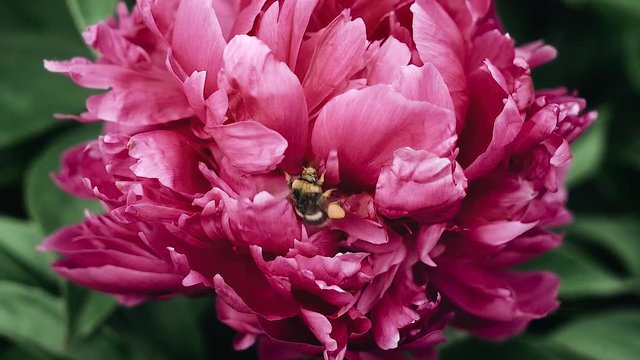 Bumblebee collects pollen from a flower. Red peonies.