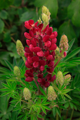 lupin flowers