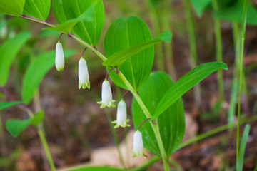 Beautiful Solomon's seal Flowers, Fresh Plant.