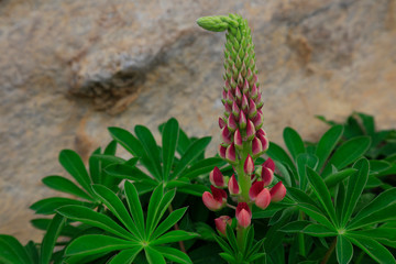 lupin flowers