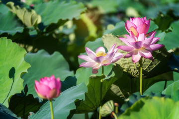 Obraz premium Blooming lotus or waterlily flower in the pond