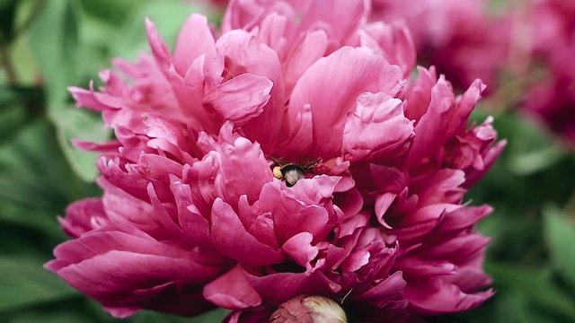 Bumblebee collects pollen from a flower. Red peonies.