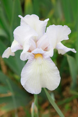 Fototapeta na wymiar iris flowers