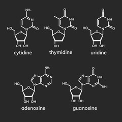 Pyrimidine and purine nucleosides on dark background