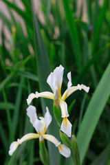 Obraz premium iris flowers