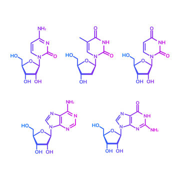 Pyrimidine and purine nucleosides on white background