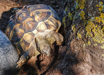 Landschildkröte klettert am Baum entlang