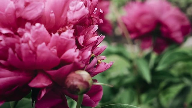 Bumblebee collects pollen from a flower. Red peonies.