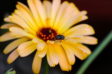 bee on flower