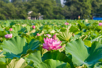上野恩賜公園 不忍池に咲く蓮の花