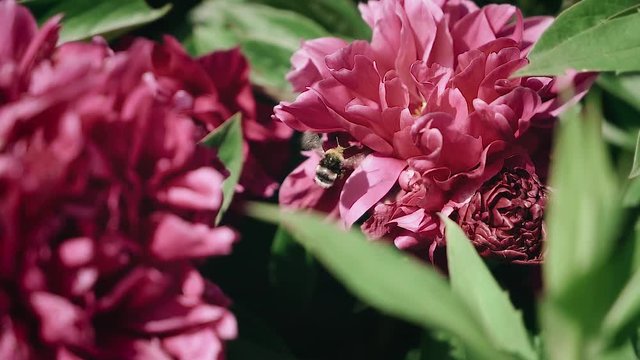 Bumblebee collects pollen from a flower. Red peonies.