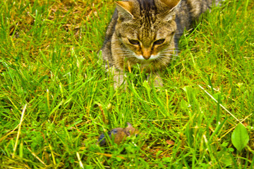 Naklejka na ściany i meble A cat on the hunt in the grass. A cat just before the attack