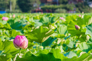 上野恩賜公園 不忍池に咲く蓮の花