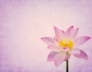 Water Lily on grunge textured background