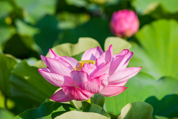 上野恩賜公園 不忍池に咲く蓮の花