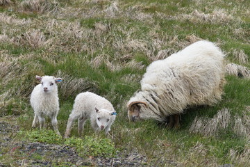 Naklejka premium Icelandic sheep standing in green grass in Iceland