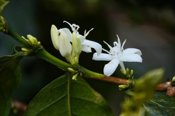 coffee flower blossoms