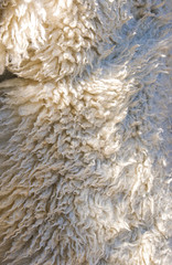 Schaffsfell in der Sonne