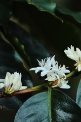 coffee flower blossoms