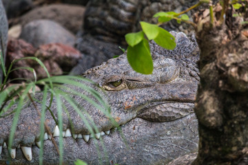 crocodile