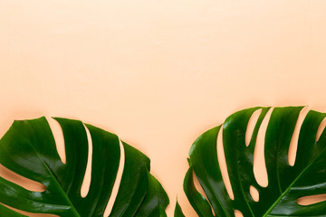 Tropical Jungle Leaf, Monstera, resting on flat surface, on peach background.