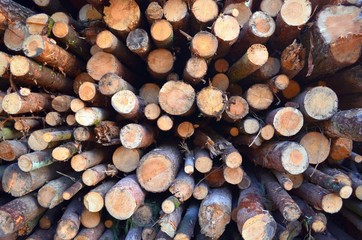 Round pine tree logs lie in the forest piled uphill
