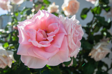 rosa Rosen, Rosenstadt Putbus auf Rügen