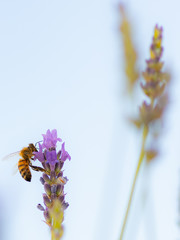 Lavender and bees