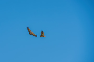 tawny vulture in flight over blue sky