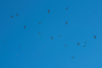 flock of birds flying in the blue sky
