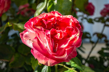 rot-weiße Rosen, Rosenstadt Putbus auf Rügen