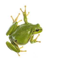 European tree frog (Hyla arborea) isolated on white background, looking to the right side - 276133564