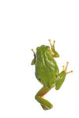 European tree frog (Hyla arborea) - climbing on the wihte background