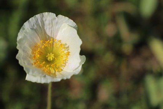 国営備北丘陵公園 Images Browse 46 Stock Photos Vectors And Video Adobe Stock