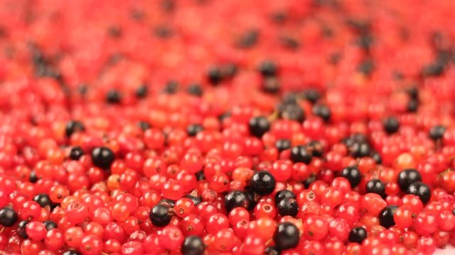 pouring the berries of black and red currant