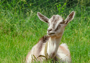 The young goat lies on a green glade in a summer sunny day. Farm animals on pasture