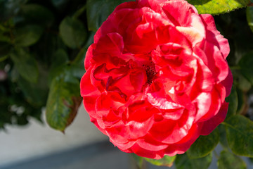Obraz premium rot-weiße Rosen, Rosenstadt Putbus auf Rügen