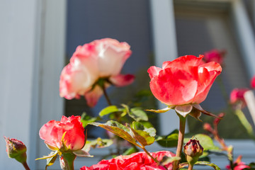 rot-weiße Rosen, Rosenstadt Putbus auf Rügen