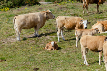 Vacas de raza Barrosá en la cima de la  Serra do Larouco. Montalegre, Norte de Portugal.