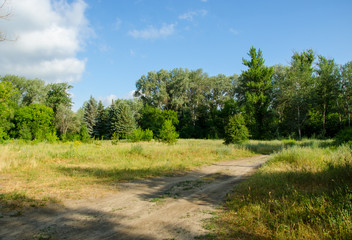 Beautiful summer landscape with meadow and trees