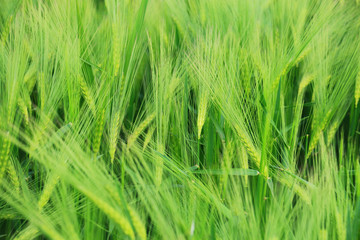 Detail of the Barley Spike