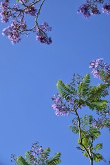 blooming flamboyant flowers