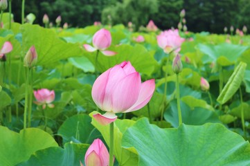 Fototapeta premium 風景 蓮 大賀ハス 初夏 丸い 茨城