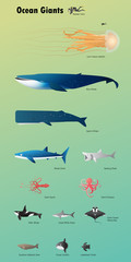 Ocean giant marine animal vector