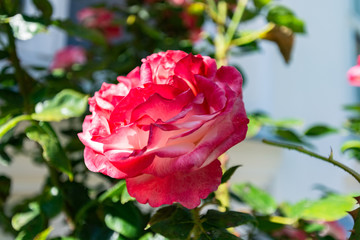 rot-weiße Rosen, Rosenstadt Putbus auf Rügen