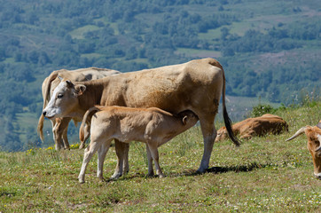 Vaca amamantando a un ternero en la Serra do Larouco. Montalegre, Norte de Portugal.no