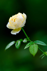Yellow  rose on black background