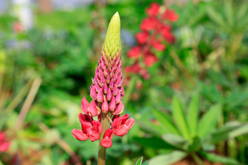 Lupine flowers in the botanical garden
