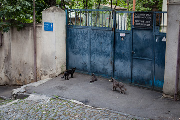 Naklejka premium Old Town Tbilisi in Georgia